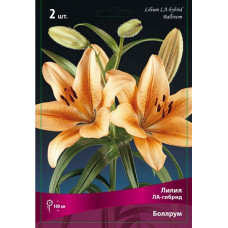 Лилия Боллрум (ЛА-гибрид)