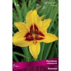 Лилейник гибридный Бонанза