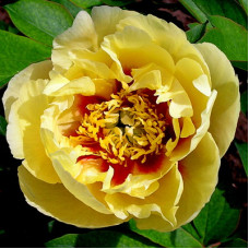 Пион Бордер Чарм (ИТО-гибриды)