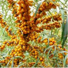 Облепиха Ботаническая