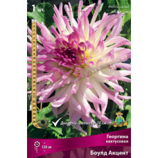 Георгина Боулд Акцент (кактусовая)