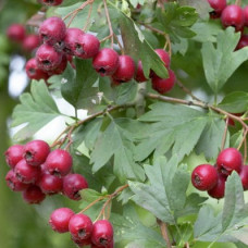 Боярышник Арнольда (обыкновенный)