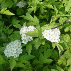 Боярышник кроваво-красный