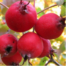 Боярышник круглолистный (шарлаховый)