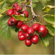 Боярышник обыкновенный