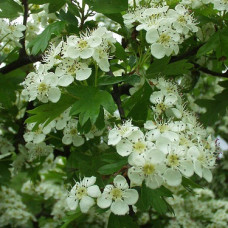 Боярышник обыкновенный (крупноплодный)