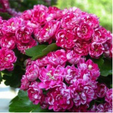 Боярышник обыкновенный Пауль Скарлет