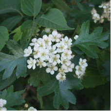 Боярышник однопестичный