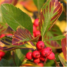 Боярышник сливолистный