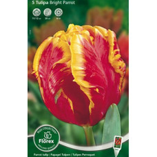 Тюльпан Брайт Пэррот