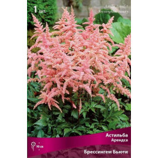 Астильба Брессингем Бьюти (Арендса)