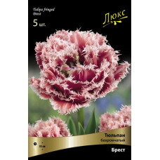 Тюльпан Брест (Серия Люкс)