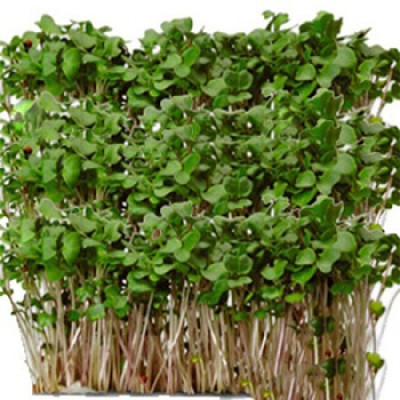 Семена микрозелени Брокколи (10 г)