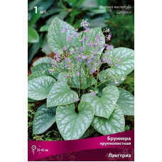 Бруннера Лэнгтриз (крупнолистная)