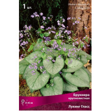 Бруннера Лукинг Гласс (крупнолистная)