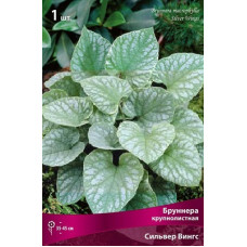 Бруннера Сильвер Вингс (крупнолистная)