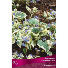 Бруннера Вариегата (крупнолистная)