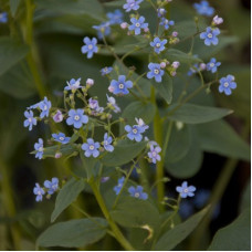 Бруннера сибирская