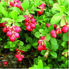 Брусника Коралл