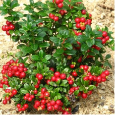 Брусника Ред Перл