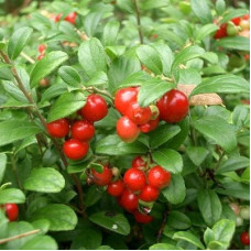 Брусника Руно Белявски