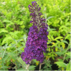 Буддлея Давида Блэк Найт