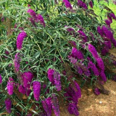 Буддлея Давида Нано Пёпл