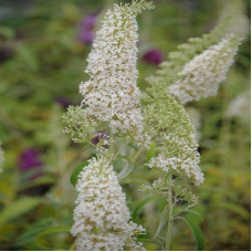 Буддлея Давида Вайт Профьюжн