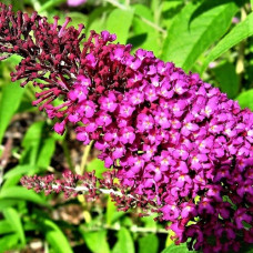 Буддлея Давида Саммэ Бьюти   