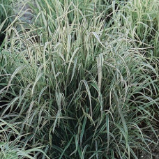 Бухарник мягкий Альбавариегатус