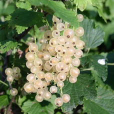 Смородина белая Булонь белая