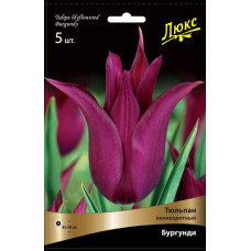 Тюльпан Бургунди