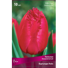Тюльпан Бургунди Лейс