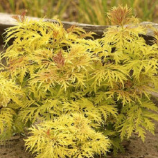 Бузина красная Сатерлэнд Голд