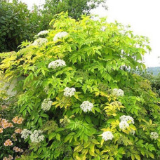 Бузина Ауреа (черная)