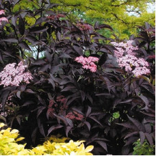 Бузина Блэк Бьюти (черная) (серия ЛЮКС)