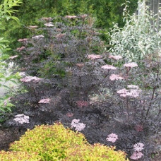 Бузина Блэк Лэйс (черная) (серия ЛЮКС)