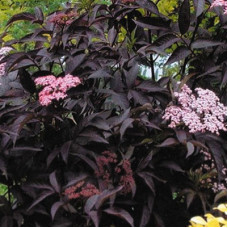 Бузина Блэк Тауэ (черная)