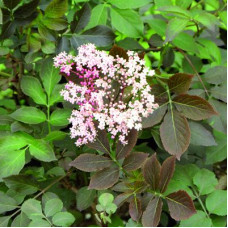 Бузина Гинчо Пёпл (черная) (серия ЛЮКС)