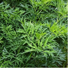 Бузина Лациниата (черная)