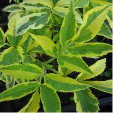 Бузина Мадонна (черная) (серия ЛЮКС)