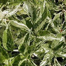 Бузина Пулвирулента (черная) (серия ЛЮКС)