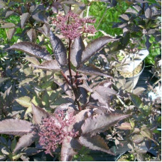 Бузина Тундерклоуд (черная) (серия ЛЮКС)