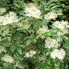 Бузина Варигата (черная)