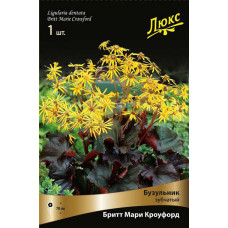Бузульник Бритт Мари Кроуфорд (зубчатый)