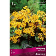 Бузульник Дездемона (зубчатый)