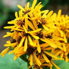 Бузульник Хессей Грегиног Голд