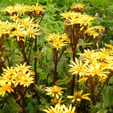 Бузульник зубчатый Осирис Фэнтези  