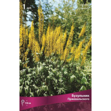 Бузульник Пржевальского 