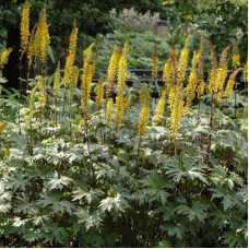 Бузульник Пржевальского